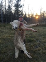 WOLF
