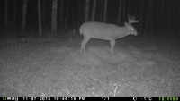 Trail Cam Photos