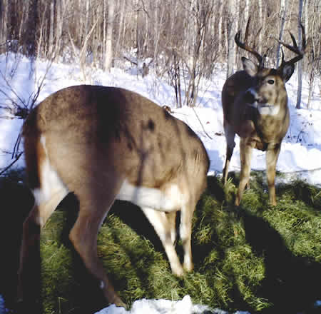 Whitetail Deer